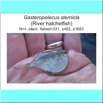 Gasteropelecus sternicla.png
